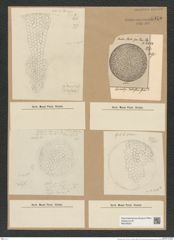 Diatomeae indet. (de-Toni-Nr.: Species 4966, 4972,) Zeichnungen Sammlung Grunow Nr. 8925 (NHMW-BOT-W0378597)